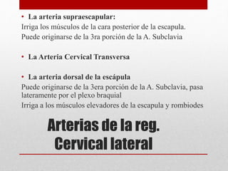 • La arteria supraescapular: 
Irriga los músculos de la cara posterior de la escapula. 
Puede originarse de la 3ra porción de la A. Subclavia 
• La Arteria Cervical Transversa 
• La arteria dorsal de la escápula 
Puede originarse de la 3era porción de la A. Subclavia, pasa 
lateramente por el plexo braquial 
Irriga a los músculos elevadores de la escapula y rombiodes 
Arterias de la reg. 
Cervical lateral 
 