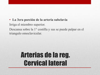 • La 3era porción de la arteria subclavia 
Irriga el miembro superior. 
Descansa sobre la 1° costilla y sus se puede palpar en el 
triangulo omoclavicular. 
Arterias de la reg. 
Cervical lateral 
 