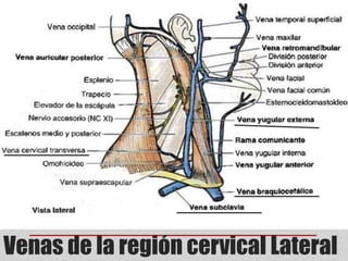 Venas de la región cervical Lateral 
 