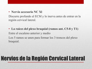 • Nervio accesorio NC Xl 
Discurre profundo al ECM y lo inerva antes de entrar en la 
región cervical lateral. 
• La raíces del plexo braquial (ramos ant. C5-8 y T1) 
Entre el escaleno anterior y medio 
Los 5 ramos se unen para formar los 3 troncos del plexo 
braquial. 
Nervios de la Región Cervical Lateral 
 