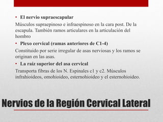 • El nervio supraescapular 
Músculos supraepinoso e infraespinoso en la cara post. De la 
escapula. También ramos articulares en la articulación del 
hombro 
• Plexo cervical (ramas anteriores de C1-4) 
Constituido por serie irregular de asas nerviosas y los ramos se 
originan en las asas. 
• La raíz superior del asa cervical 
Transporta fibras de los N. Espinales c1 y c2. Músculos 
infrahioideos, omohioideo, esternohioideo y el esternohioideo. 
Nervios de la Región Cervical Lateral 
 
