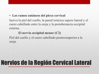 • Los ramos cutáneos del plexo cervical 
Inerva la piel del cuello, la pared torácica supero lateral y el 
cuero cabelludo entre la oreja y la protuberancia occipital 
externa. 
El nervio occipital menor (C2) 
Piel del cuello y el cuero cabelludo posterosuperior a la 
oreja. 
Nervios de la Región Cervical Lateral 
 