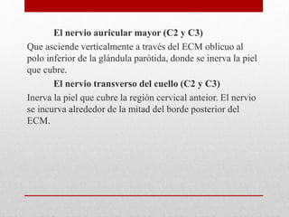 El nervio auricular mayor (C2 y C3) 
Que asciende verticalmente a través del ECM oblicuo al 
polo inferior de la glándula parótida, donde se inerva la piel 
que cubre. 
El nervio transverso del cuello (C2 y C3) 
Inerva la piel que cubre la región cervical anteior. El nervio 
se incurva alrededor de la mitad del borde posterior del 
ECM. 
 