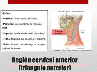 Región cervical anterior 
(triangulo anterior) 
Limites: 
• Anterior: Línea media del Cuello. 
• Posterior: Borde anterior de músculo 
ECM. 
• Superior: borde inferior de la mandíbula 
• Techo: tejido Sc que contiene el platisma. 
• Suelo: formado por la faringe, la laringe y 
la glándula tiroide. 
Triangulo 
Anterior 
 