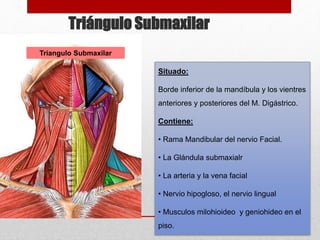 Triángulo Submaxilar 
Triangulo Submaxilar 
Situado: 
Borde inferior de la mandíbula y los vientres 
anteriores y posteriores del M. Digástrico. 
Contiene: 
• Rama Mandibular del nervio Facial. 
• La Glándula submaxialr 
• La arteria y la vena facial 
• Nervio hipogloso, el nervio lingual 
• Musculos milohioideo y geniohideo en el 
piso. 
 