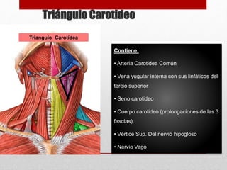 Triángulo Carotideo 
Triangulo Carotídea 
Contiene: 
• Arteria Carotidea Común 
• Vena yugular interna con sus linfáticos del 
tercio superior 
• Seno carotideo 
• Cuerpo carotideo (prolongaciones de las 3 
fascias). 
• Vértice Sup. Del nervio hipogloso 
• Nervio Vago 
 