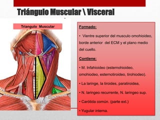 Triángulo Muscular  Visceral 
 
Triangulo Muscular Formado: 
• Vientre superior del musculo omohioideo, 
borde anterior del ECM y el plano medio 
del cuello. 
Contiene: 
• M. Infahioideo (esternohioideo, 
omohiodeo, esternotiroideo, tirohiodeo). 
• La laringe, la tiroides, paratiroidea, 
• N. laringeo recurrente, N. laringeo sup. 
• Carótida común. (parte ext.) 
• Yugular interna. 
 