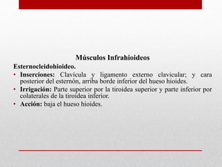Músculos Infrahioideos 
Esternocleidohioideo. 
• Inserciones: Clavícula y ligamento externo clavicular; y cara 
posterior del esternón, arriba borde inferior del hueso hioides. 
• Irrigación: Parte superior por la tiroidea superior y parte inferior por 
colaterales de la tiroidea inferior. 
• Acción: baja el hueso hioides. 
 