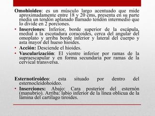 Omohioideo: es un músculo largo acentuado que mide 
aproximadamente entre 18 y 20 cms, presenta en su parte 
media un tendón aplanado llamado tendón intermedio que 
lo divide en 2 porciones. 
• Inserciones: Inferior, borde superior de la escápula, 
medial a la escotadura coracoides, cerca del angular del 
omoplato y arriba borde inferior y lateral del cuerpo y 
asta mayor del hueso hioides. 
• Acción: Desciende el hioides. 
• Vascularización: El vientre inferior por ramas de la 
supraescapular y en forma secundaria por ramas de la 
cervical transversa. 
Esternotiroideo: esta situado por dentro del 
esternocleidohoideo. 
• Inserciones: Abajo: Cara posterior del esternón 
(manubrio). Arriba: labio inferior de la línea oblicua de la 
lámina del cartílago tiroides. 
 