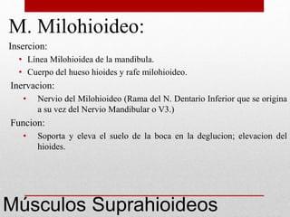 M. Milohioideo: 
Insercion: 
• Línea Milohioidea de la mandibula. 
• Cuerpo del hueso hioides y rafe milohioideo. 
Inervacion: 
• Nervio del Milohioideo (Rama del N. Dentario Inferior que se origina 
a su vez del Nervio Mandibular o V3.) 
Funcion: 
• Soporta y eleva el suelo de la boca en la deglucion; elevacion del 
hioides. 
Músculos Suprahioideos 
 