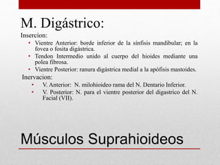 M. Digástrico: 
Insercion: 
• Vientre Anterior: borde inferior de la sínfisis mandibular; en la 
fovea o fosita digástrica. 
• Tendon Intermedio unido al cuerpo del hioides mediante una 
polea fibrosa. 
• Vientre Posterior: ranura digástrica medial a la apófisis mastoides. 
Inervacion: 
• V. Anterior: N. milohioideo rama del N. Dentario Inferior. 
• V. Posterior: N. para el vientre posterior del digastrico del N. 
Facial (VII). 
Músculos Suprahioideos 
 
