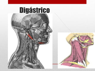 Digástrico 
 