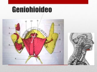 Geniohioideo 
 