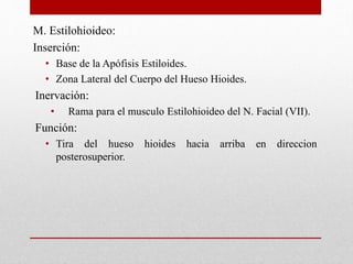 M. Estilohioideo: 
Inserción: 
• Base de la Apófisis Estiloides. 
• Zona Lateral del Cuerpo del Hueso Hioides. 
Inervación: 
• Rama para el musculo Estilohioideo del N. Facial (VII). 
Función: 
• Tira del hueso hioides hacia arriba en direccion 
posterosuperior. 
 