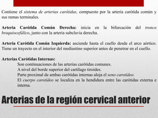 Contiene el sistema de arterias carótidas, compuesto por la arteria carótida común y 
sus ramas terminales. 
Arteria Carótida Común Derecha: inicia en la bifurcación del tronco 
braquiocefálico, junto con la arteria subclavia derecha. 
Arteria Carótida Común Izquierda: asciende hasta el cuello desde el arco aórtico. 
Tiene un trayecto en el interior del mediastino superior antes de penetrar en el cuello. 
Arterias Carótidas Internas: 
Son continuaciones de las arterias carótidas comunes. 
A nivel del borde superior del cartílago tiroides. 
Parte proximal de ambas carótidas internas aloja el seno carotídeo. 
El cuerpo carotídeo se localiza en la hendidura entre las carótidas externa e 
interna. 
Arterias de la región cervical anterior 
 