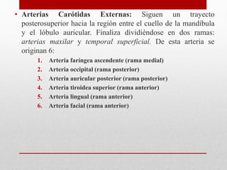 • Arterias Carótidas Externas: Siguen un trayecto 
posterosuperior hacia la región entre el cuello de la mandíbula 
y el lóbulo auricular. Finaliza dividiéndose en dos ramas: 
arterias maxilar y temporal superficial. De esta arteria se 
originan 6: 
1. Arteria faríngea ascendente (rama medial) 
2. Arteria occipital (rama posterior) 
3. Arteria auricular posterior (rama posterior) 
4. Arteria tiroidea superior (rama anterior) 
5. Arteria lingual (rama anterior) 
6. Arteria facial (rama anterior) 
 