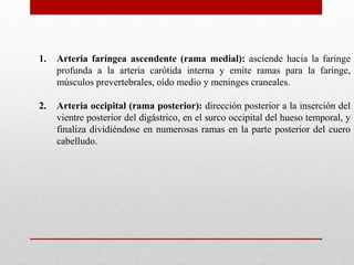 1. Arteria faríngea ascendente (rama medial): asciende hacia la faringe 
profunda a la arteria carótida interna y emite ramas para la faringe, 
músculos prevertebrales, oído medio y meninges craneales. 
2. Arteria occipital (rama posterior): dirección posterior a la inserción del 
vientre posterior del digástrico, en el surco occipital del hueso temporal, y 
finaliza dividiéndose en numerosas ramas en la parte posterior del cuero 
cabelludo. 
 