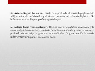 5.- Arteria lingual (rama anterior): Pasa profunda al nervio hipogloso (NC 
XII), el músculo estilohioideo y el vientre posterior del músculo digástrico. Se 
bifurca en arterias lingual profunda y sublingual. 
6.- Arteria facial (rama anterior): Origina la arteria palatina ascendente y la 
rama amigdalina (tonsilar), la arteria facial forma un bucle y entra en un surco 
profundo donde irriga la glándula submandibular. Origina también la arteria 
submentoniana para el suelo de la boca. 
 
