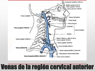Venas de la región cervical anterior 
 