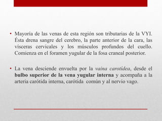 • Mayoría de las venas de esta región son tributarias de la VYI. 
Ésta drena sangre del cerebro, la parte anterior de la cara, las 
vísceras cervicales y los músculos profundos del cuello. 
Comienza en el foramen yugular de la fosa craneal posterior. 
• La vena desciende envuelta por la vaina carotídea, desde el 
bulbo superior de la vena yugular interna y acompaña a la 
arteria carótida interna, carótida común y al nervio vago. 
 