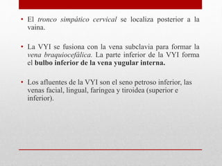 • El tronco simpático cervical se localiza posterior a la 
vaina. 
• La VYI se fusiona con la vena subclavia para formar la 
vena braquiocefálica. La parte inferior de la VYI forma 
el bulbo inferior de la vena yugular interna. 
• Los afluentes de la VYI son el seno petroso inferior, las 
venas facial, lingual, faríngea y tiroidea (superior e 
inferior). 
 