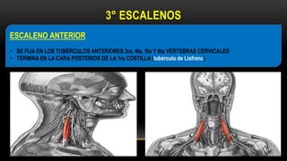3° ESCALENOS
ESCALENO ANTERIOR
• SE FIJA EN LOS TUBÉRCULOS ANTERIORES 3ra, 4ta, 5ta Y 6ta VERTEBRAS CERVICALES
• TERMINA EN LA CARA POSTERIOR DE LA 1ra COSTILLA (tubérculo de Lisfranc)
 