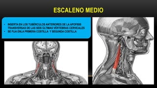 ESCALENO MEDIO
• INSERTA EN LOS TUBÉRCULOS ANTERIORES DE LA APOFISIS
TRANSVERSAS DE LAS SEIS ÚLTIMAS VÉRTEBRAS CERVICALES
• SE FIJA ENLA PRIMERA COSTILLA Y SEGUNDA COSTILLA
 