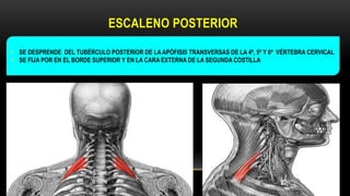 ESCALENO POSTERIOR
• SE DESPRENDE DEL TUBÉRCULO POSTERIOR DE LA APÓFISIS TRANSVERSAS DE LA 4ª, 5ª Y 6ª VÉRTEBRA CERVICAL
• SE FIJA POR EN EL BORDE SUPERIOR Y EN LA CARA EXTERNA DE LA SEGUNDA COSTILLA
 