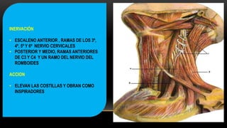 INERVACIÓN
• ESCALENO ANTERIOR , RAMAS DE LOS 3º,
4º, 5º Y 6º NERVIO CERVICALES
• POSTERIOR Y MEDIO, RAMAS ANTERIORES
DE C3 Y C4 Y UN RAMO DEL NERVIO DEL
ROMBOIDES
ACCION
• ELEVAN LAS COSTILLAS Y OBRAN COMO
INSPIRADORES
 