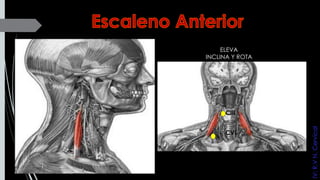 CIII
CVI
ELEVA
INCLINA Y ROTA
IV:R.VN.Cervical
 