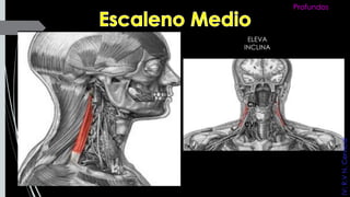 CII
CVII
ELEVA
INCLINA
Profundos
IV:R.VN.Cervical
 