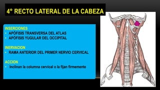 INSERCIONES
• APÓFISIS TRANSVERSA DEL ATLAS
• APÓFISIS YUGULAR DEL OCCIPITAL
INERVACION
• RAMA ANTERIOR DEL PRIMER NERVIO CERVICAL
ACCION
• Inclinan la columna cervical o la fijan firmemente
4° RECTO LATERAL DE LA CABEZA
 