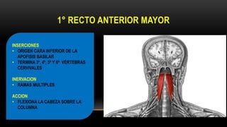 1° RECTO ANTERIOR MAYOR
INSERCIONES
• ORIGEN CARA INFERIOR DE LA
APOFISIS BASILAR
• TERMINA 3ª, 4ª, 5ª Y 6ª VÉRTEBRAS
CERVIVALES
INERVACION
• RAMAS MULTIPLES
ACCION
• FLEXIONA LA CABEZA SOBRE LA
COLUMNA
 