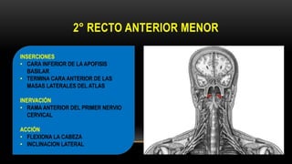 2° RECTO ANTERIOR MENOR
INSERCIONES
• CARA INFERIOR DE LA APOFISIS
BASILAR
• TERMINA CARA ANTERIOR DE LAS
MASAS LATERALES DEL ATLAS
INERVACIÓN
• RAMA ANTERIOR DEL PRIMER NERVIO
CERVICAL
ACCIÓN
• FLEXIONA LA CABEZA
• INCLINACION LATERAL
 