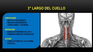 3° LARGO DEL CUELLO
INSERCIONES
• OBLICUO ASCENDENTE
• OBLICUO DESCENDENTE
• LONGITUDINAL O INTERNA
INERVACION
• RAMAS ANTERIORES DE LOS 4
PRIMEROS NERVIOS CERVICALES
ACCION
• LARGO FLEXOR DE LA COLUMNA
CERVICAL
 