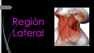 Región
Lateral
 
