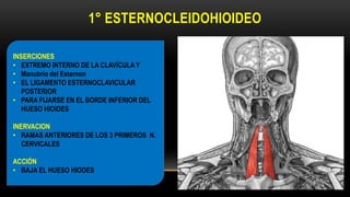 1° ESTERNOCLEIDOHIOIDEO
INSERCIONES
• EXTREMO INTERNO DE LA CLAVÍCULA Y
• Manubrio del Esternon
• EL LIGAMENTO ESTERNOCLAVICULAR
POSTERIOR
• PARA FIJARSE EN EL BORDE INFERIOR DEL
HUESO HIOIDES
INERVACION
• RAMAS ANTERIORES DE LOS 3 PRIMEROS N.
CERVICALES
ACCIÓN
• BAJA EL HUESO HIODES
 