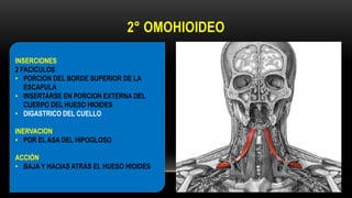 2° OMOHIOIDEO
INSERCIONES
2 FACICULOS
• PORCION DEL BORDE SUPERIOR DE LA
ESCAPULA
• INSERTARSE EN PORCION EXTERNA DEL
CUERPO DEL HUESO HIOIDES
• DIGASTRICO DEL CUELLO
INERVACION
• POR EL ASA DEL HIPOGLOSO
ACCIÓN
• BAJA Y HACIAS ATRÁS EL HUESO HIOIDES
 