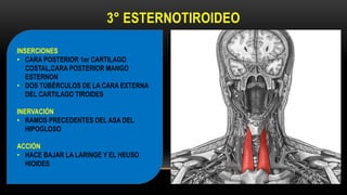 3° ESTERNOTIROIDEO
INSERCIONES
• CARA POSTERIOR 1er CARTILAGO
COSTAL,CARA POSTERIOR MANGO
ESTERNON
• DOS TUBÉRCULOS DE LA CARA EXTERNA
DEL CARTILAGO TIROIDES
INERVACIÓN
• RAMOS PRECEDENTES DEL ASA DEL
HIPOGLOSO
ACCIÓN
• HACE BAJAR LA LARINGE Y EL HEUSO
HIOIDES
 
