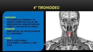4° TIROHIOIDEO
INSERCIONES
• DOS TUBÉRCULOS TIROIDEOS Y EN
CORDÓN LIGAMENTOSO QUE LOS UNE.
• INSERTARSE EN EL BORDE INFERIOR DEL
CUERPO Y HASTA MAYOR DEL HIOIDES
INERVACIÓN
• RAMO ESPECIAL DEL HIPOGLOSO MAYOR,
EL N. TIROHIOIDEO.
ACCIÓN
• BAJA EL HUESO HIOIDES
• ACTÚA SOBRE LA LARINGE,A LA QUE
ELEVA.
 