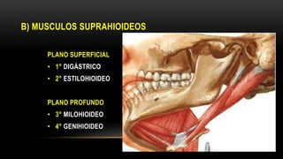 B) MUSCULOS SUPRAHIOIDEOS
PLANO SUPERFICIAL
• 1° DIGÁSTRICO
• 2° ESTILOHIOIDEO
PLANO PROFUNDO
• 3° MILOHIOIDEO
• 4° GENIHIOIDEO
 