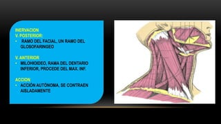 INERVACION
V. POSTERIOR:
• RAMO DEL FACIAL, UN RAMO DEL
GLOSOFARINGEO
V. ANTERIOR
• MILOHIOIDEO, RAMA DEL DENTARIO
INFERIOR, PROCEDE DEL MAX. INF.
ACCION
• ACCIÓN AUTÓNOMA, SE CONTRAEN
AISLADAMENTE
 