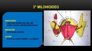 3° MILOHIOIDEO
INSERCIONES
• LINEA MILOHIODEA DEL MAX. INF.
• HUESO HIODES, SINFISIS MENTONIANA
INERVACIÓN
• NERVIO MILOHIOIDEO
ACCIÓN
• ELEVA EL HUESO HIOIDES Y LA LENGUA
 