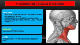 1° CUTANEO DEL CUELLO Ó PLATISMA
INSERCIONES:
• TEJIDO SUBCUTANEO,REGION SUBCLAVICULAR Y ACROMIAL
• POR DEBAJO DEL MENTON,
• BORDE INFERIOR DE LA MANDIBULA, Línea Oblicua Ext.,
• TRIANGULAR DE LOS LABIOS,COMISURA LABIAL Y PIEL DE
LAS MEJILLAS
INERVACION:
EXCLUSIVAMENTE POR EL FACIAL
ACCION:
TRACCIONA ABAJO Y AFUERA PIEL MENTON Y COMISURA
BUCAL
 