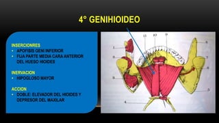 4° GENIHIOIDEO
INSERCIONRES
• APOFISIS GENI INFERIOR
• FIJA PARTE MEDIA CARA ANTERIOR
DEL HUESO HIOIDES
INERVACION
• HIPOGLOSO MAYOR
ACCION
• DOBLE: ELEVADOR DEL HIOIDES Y
DEPRESOR DEL MAXILAR
 