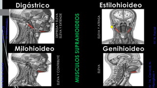 ELEVAYEXTIENDE
ELEVAYATRASA
ELEVAYCONTRIBUYE
ELEVA
MUSCULOSSUPRAHIOIDEOS
IV:1N.Cervical,N.
Hipogloso+
IV:R.M,N.Facial
IV:N.Facial
DEPRESAYELEVA
IV:N.Facial
N.Milohioideo
 