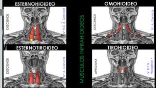 MUSCULOSINFRAHIOIDEOS
DESCIENDEDESCIENDE
DESCIENDEAPROXIMA
IV:A.Cervical
IV:R.CA.CervicalIV:A.Cervical
IV:R.TN.
Hipogloso+
 