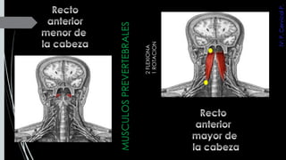MUSCULOSPREVERTEBRALES
2FLEXIONA
1ROTACION
IV:P.CervicalP.
 