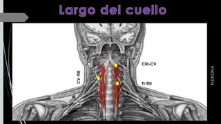 CIII-CV
CV-TIII
TI-TIII
FLEXIONA
 