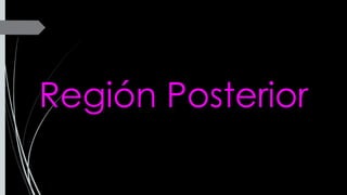 Región Posterior
 